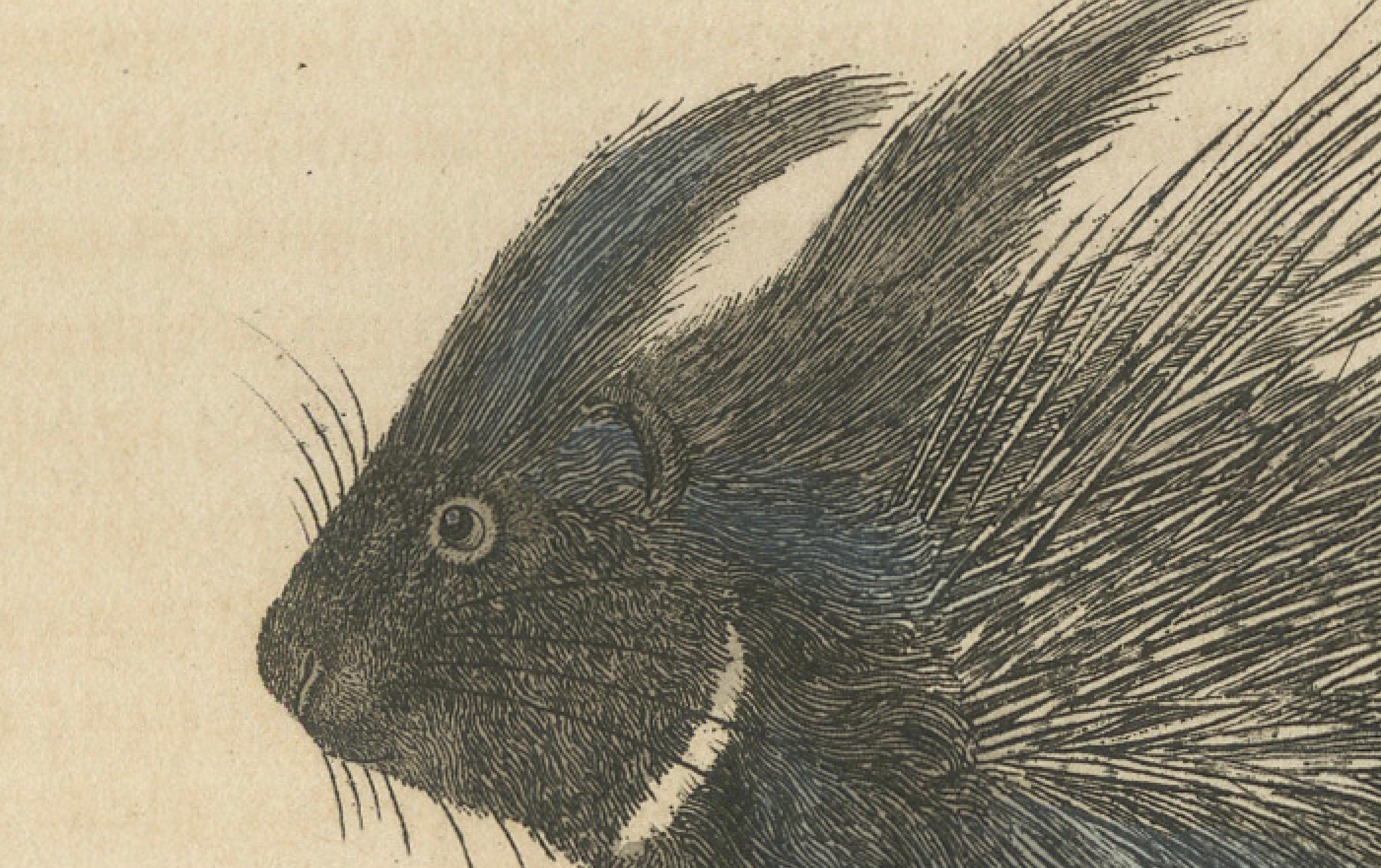 Inciso Incisione antica di Istrice crestato e Istrice nordamericano, 1825 ca. in vendita
