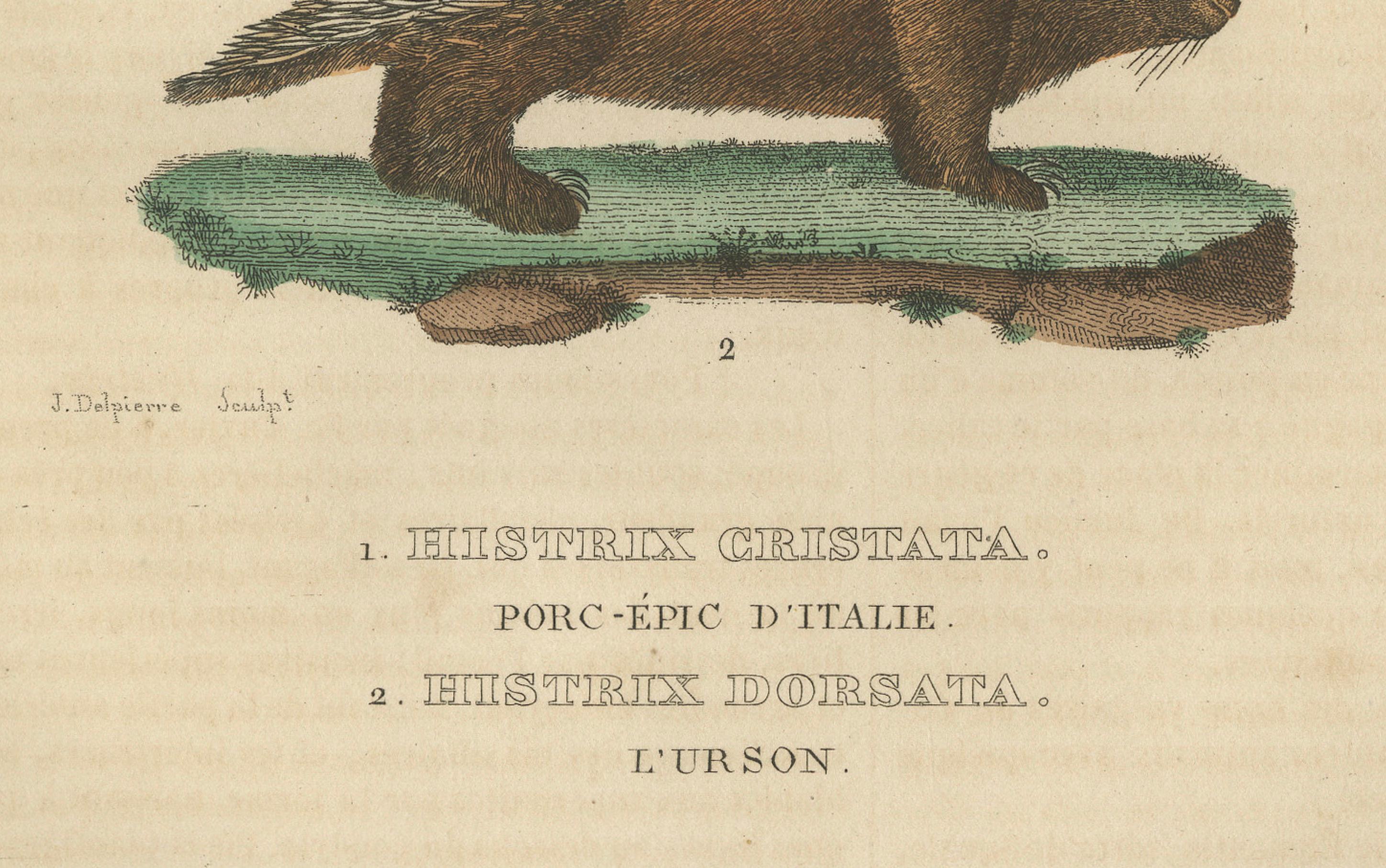 Incisione antica di Istrice crestato e Istrice nordamericano, 1825 ca. In condizioni buone in vendita a Langweer, NL