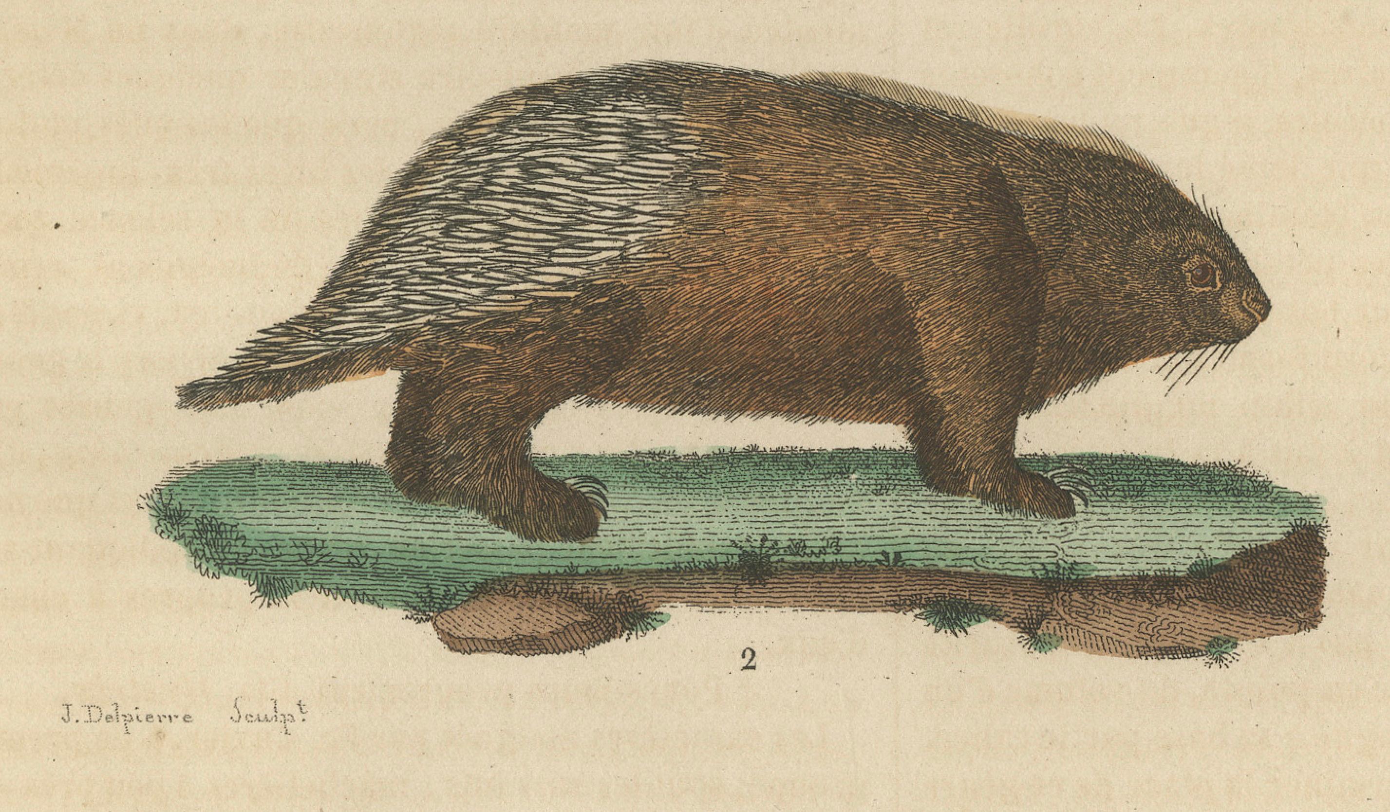 Inizio XIX secolo Incisione antica di Istrice crestato e Istrice nordamericano, 1825 ca. in vendita
