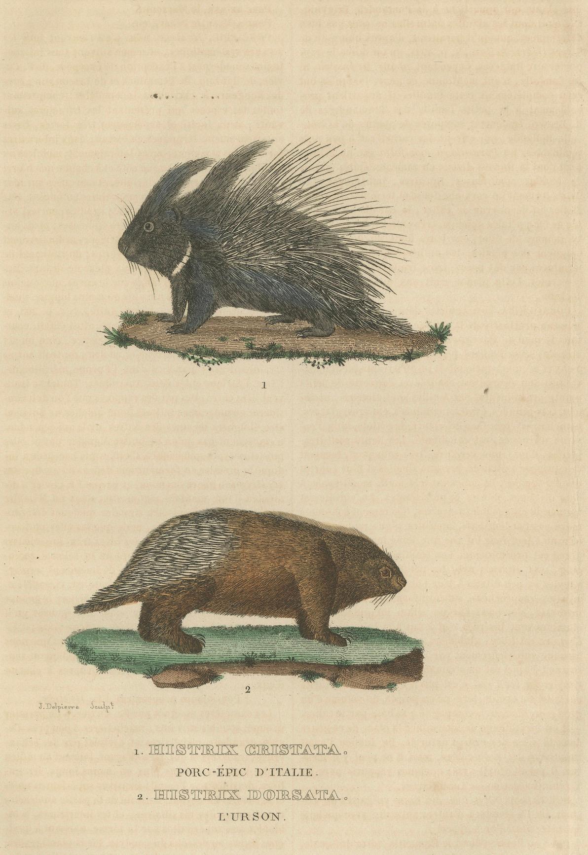 Incisione antica di Istrice crestato e Istrice nordamericano, 1825 ca. in vendita 1