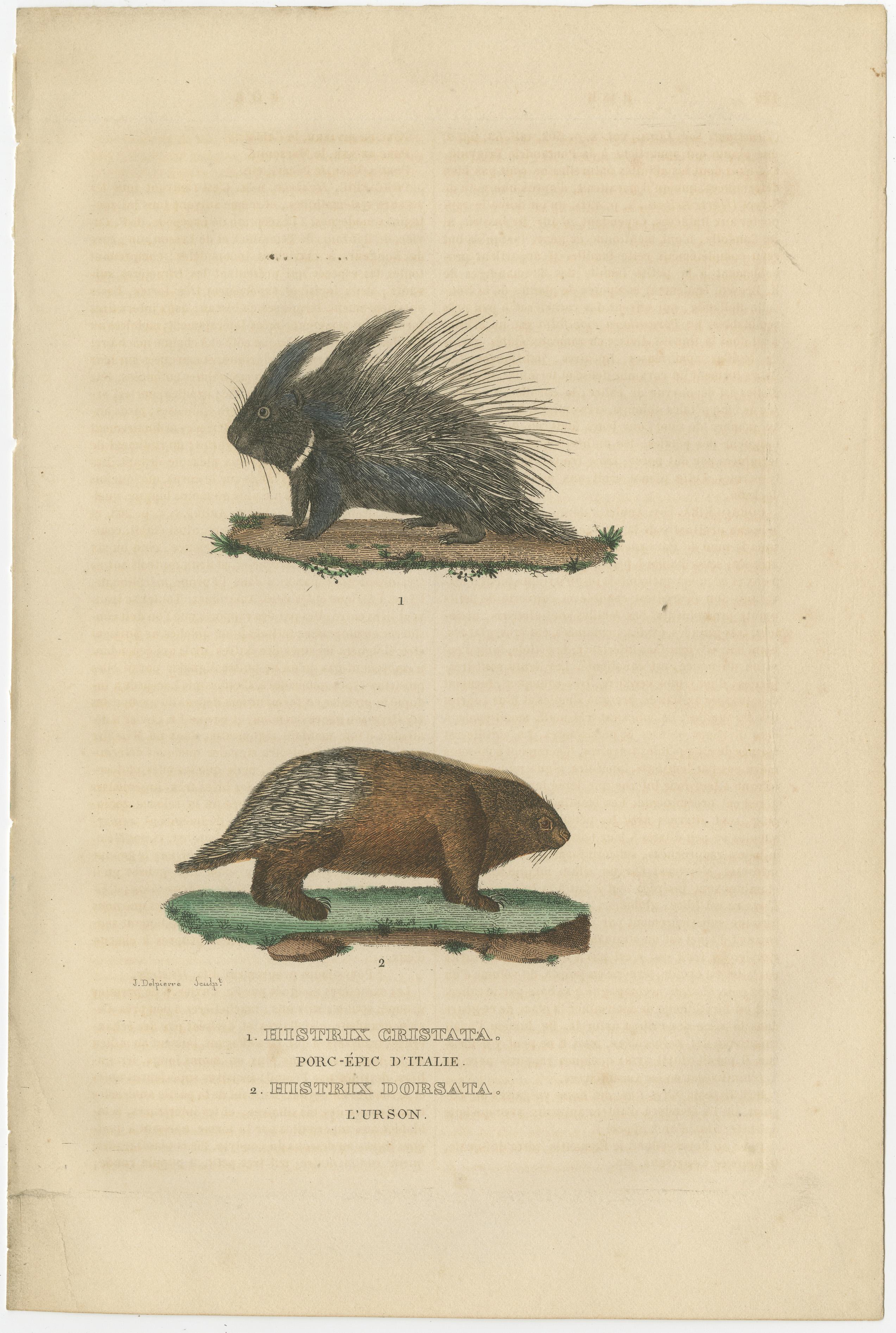 Incisione antica di Istrice crestato e Istrice nordamericano, 1825 ca. in vendita 2
