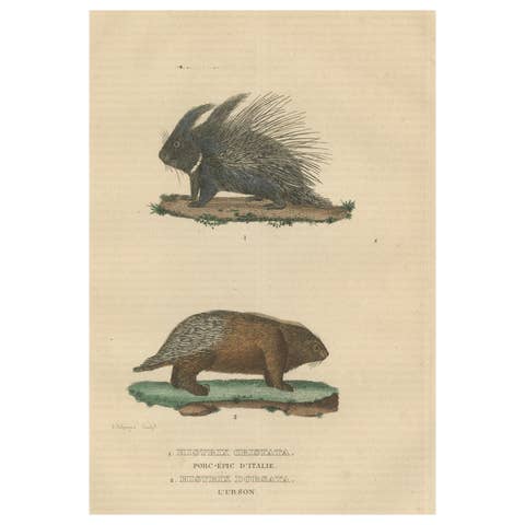Antique Engraving of Crested Porcupine and North American Porcupine, ca.1825