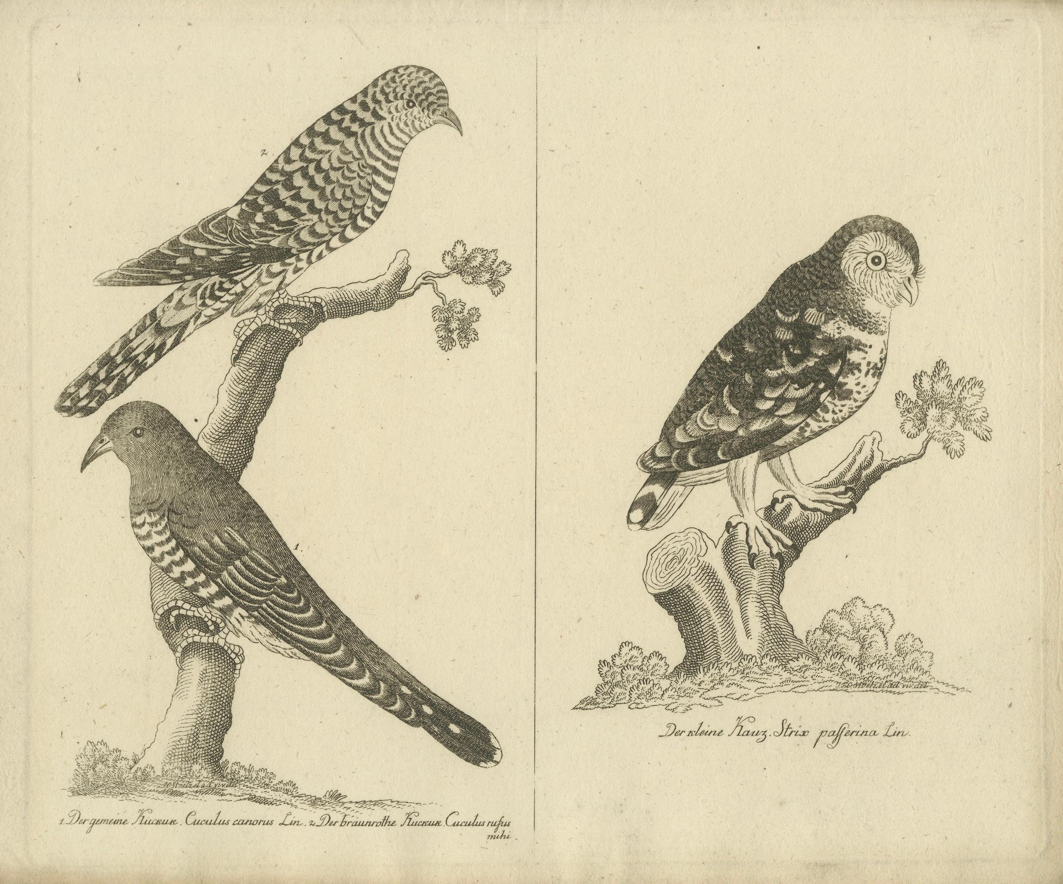 Antique Engraving of Cuckoo and Little Owl, Cuculus canorus & Strix passerina, c.1800

This beautifully engraved natural history plate from around 1800 presents two finely observed bird species—the Common Cuckoo (Cuculus canorus Lin.) and the Little
