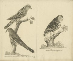 Antique Engraving of Cuckoo & Little Owl, Cuculus canorus & Strix passerina 1800