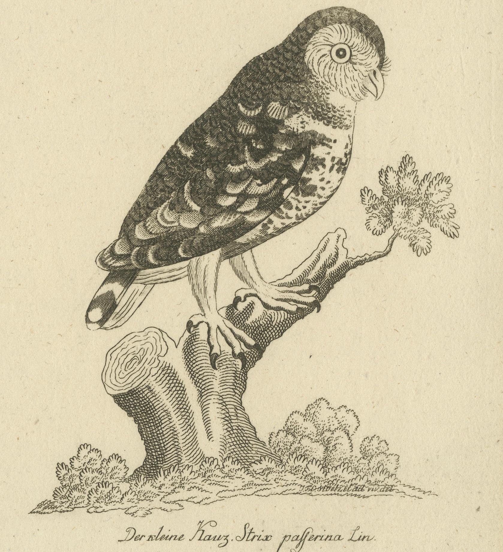 Antique Engraving of Cuckoo & Little Owl, Cuculus canorus & Strix passerina 1800 (Deutsch) im Angebot