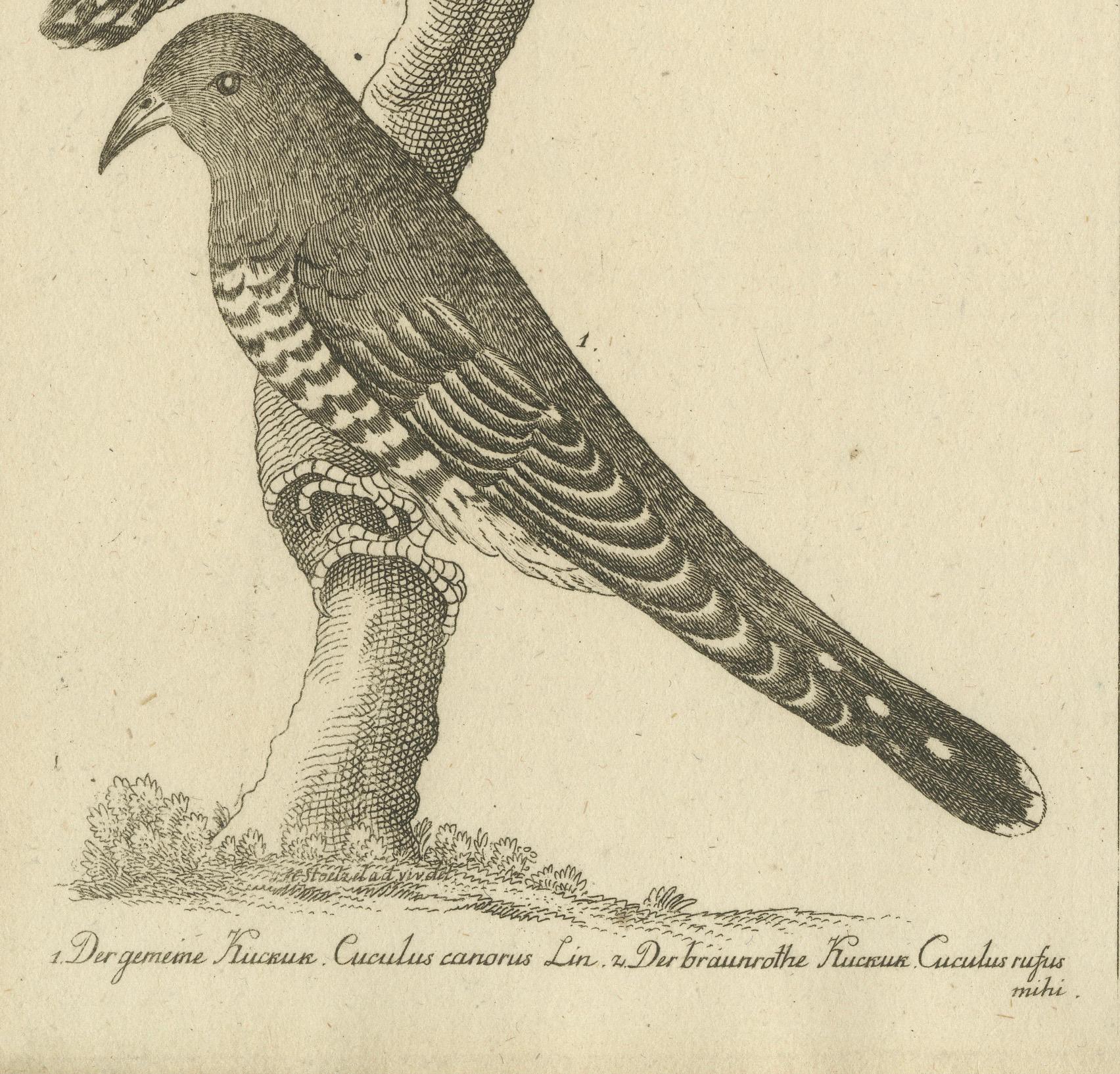 Antique Engraving of Cuckoo & Little Owl, Cuculus canorus & Strix passerina 1800 (Graviert) im Angebot