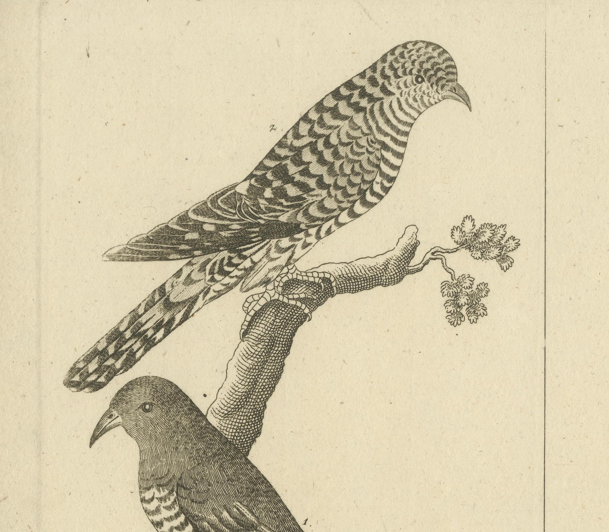 Antique Engraving of Cuckoo & Little Owl, Cuculus canorus & Strix passerina 1800 im Zustand „Gut“ im Angebot in Langweer, NL