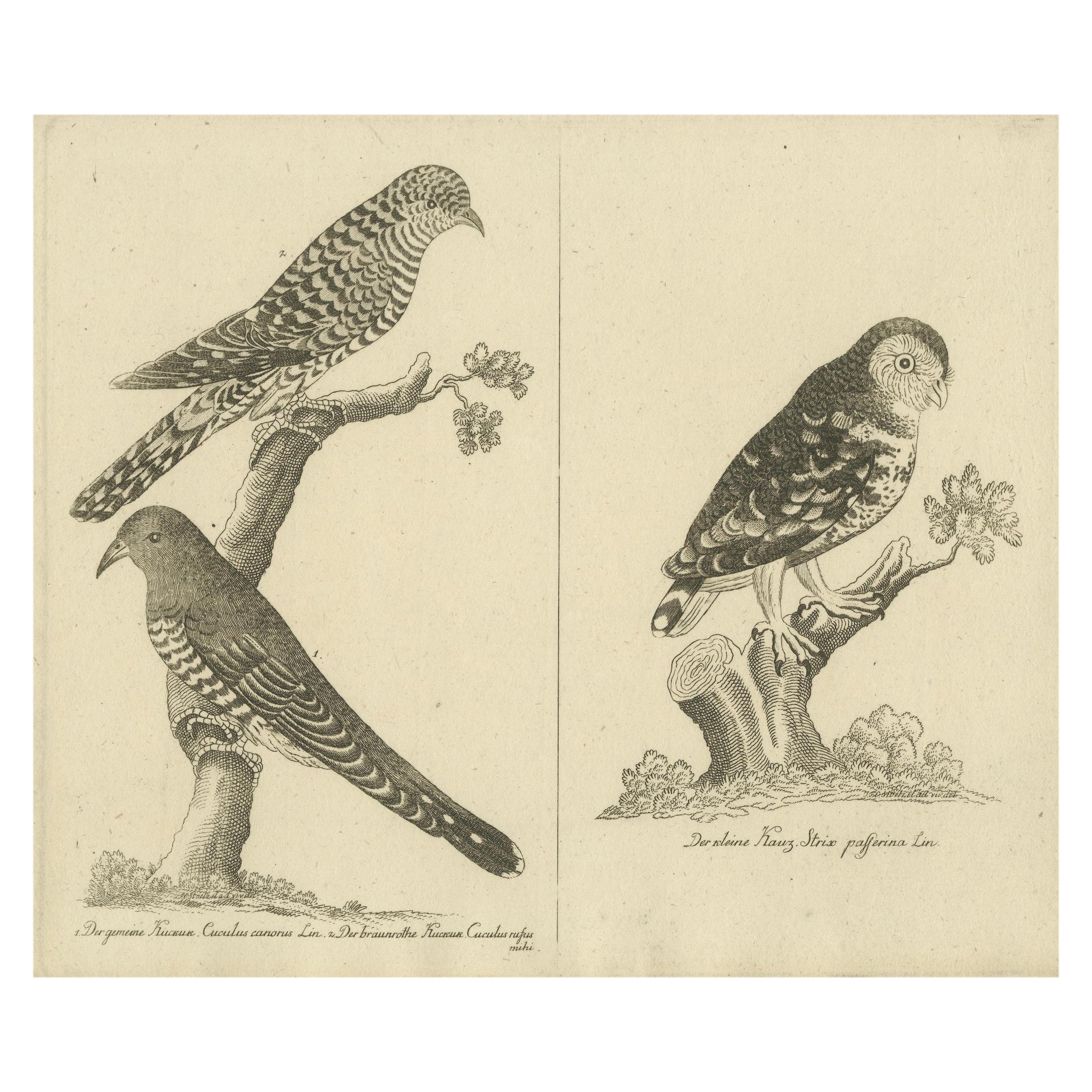 Antique Engraving of Cuckoo & Little Owl, Cuculus canorus & Strix passerina 1800 im Angebot