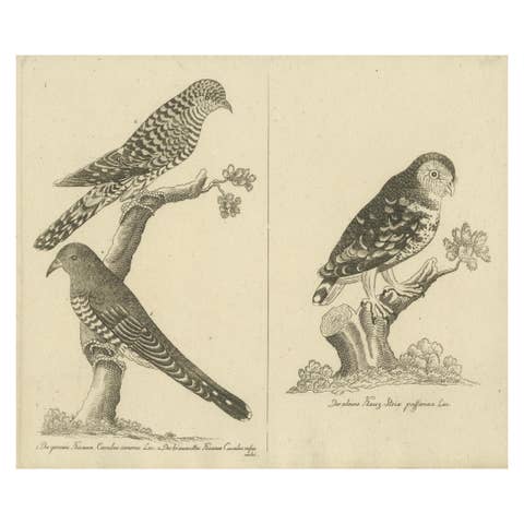 Antique Engraving of Cuckoo & Little Owl, Cuculus canorus & Strix passerina 1800