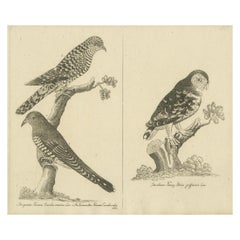 Antique Engraving of Cuckoo & Little Owl, Cuculus canorus & Strix passerina 1800