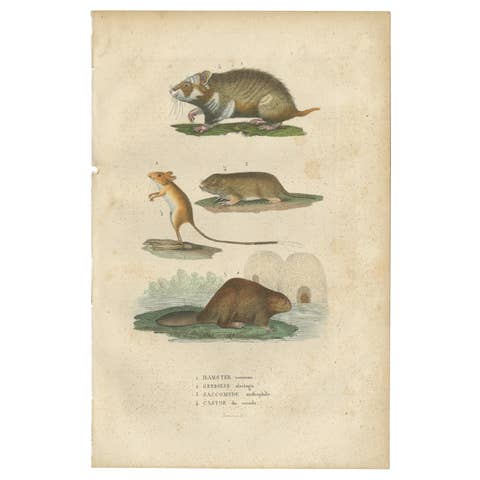 Antique Engraving of Rodents: Hamster, Jerboa, Pocket Gopher, and Beaver - 1825