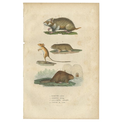 Antique Engraving of Rodents: Hamster, Jerboa, Pocket Gopher, and Beaver - 1825