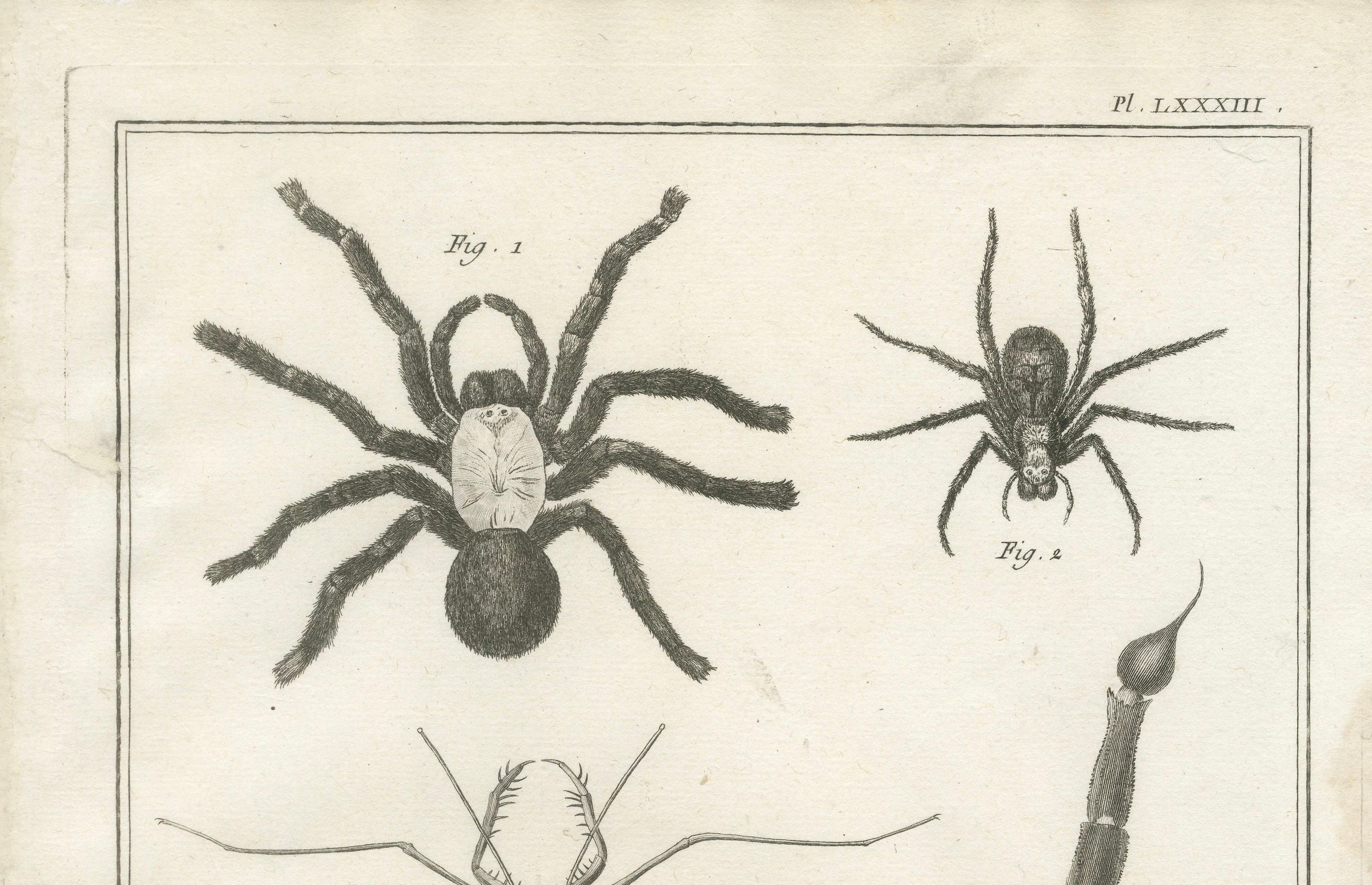 Antiker Kupferstich von Spinnen, Tausendfüßler und Skorpion aus Diderots Encyclopédie, ca. 1770

Ein Original-Kupferstich aus Denis Diderot und Jean le Rond d'Alembert's *Encyclopédie ou Dictionnaire raisonné des sciences, des arts et des métiers*,