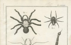 Antique Engraving of Spiders, Centipede and Scorpion by Diderot, ca.1770