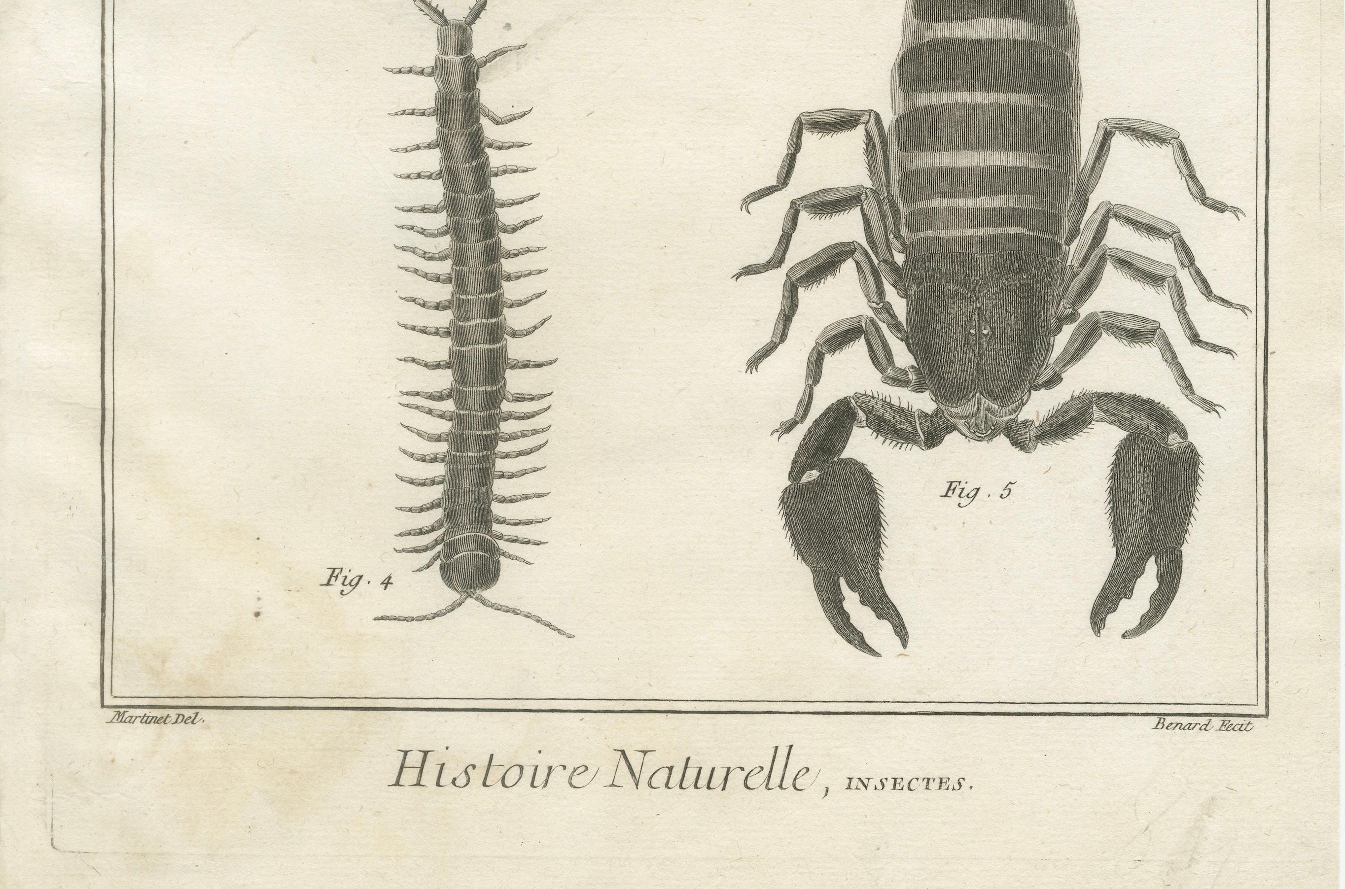 Antike Gravur von Spinnen, Tausendfüßler und Skorpion von Diderot, ca.1770 (Französisch) im Angebot
