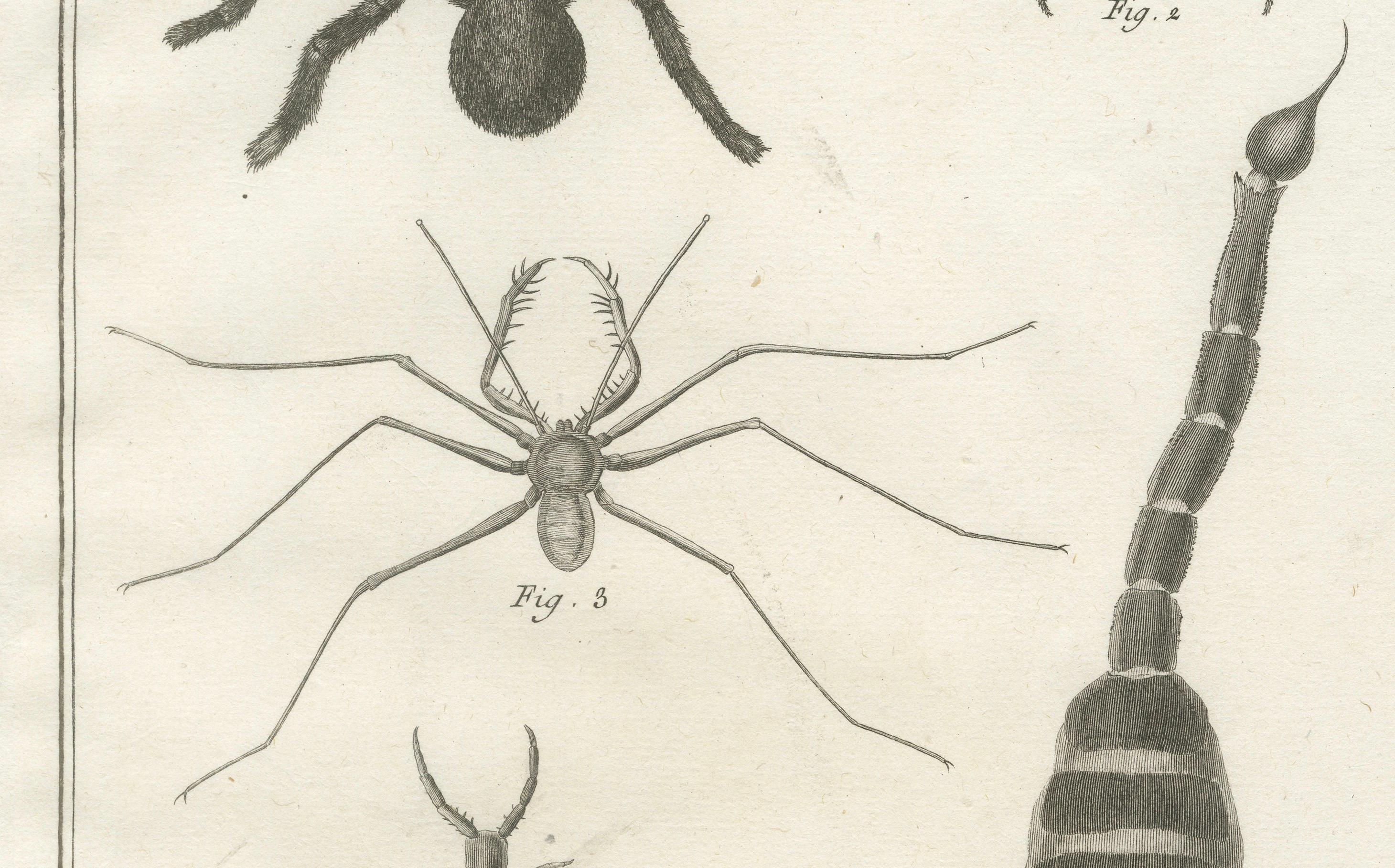 Antike Gravur von Spinnen, Tausendfüßler und Skorpion von Diderot, ca.1770 im Zustand „Gut“ im Angebot in Langweer, NL