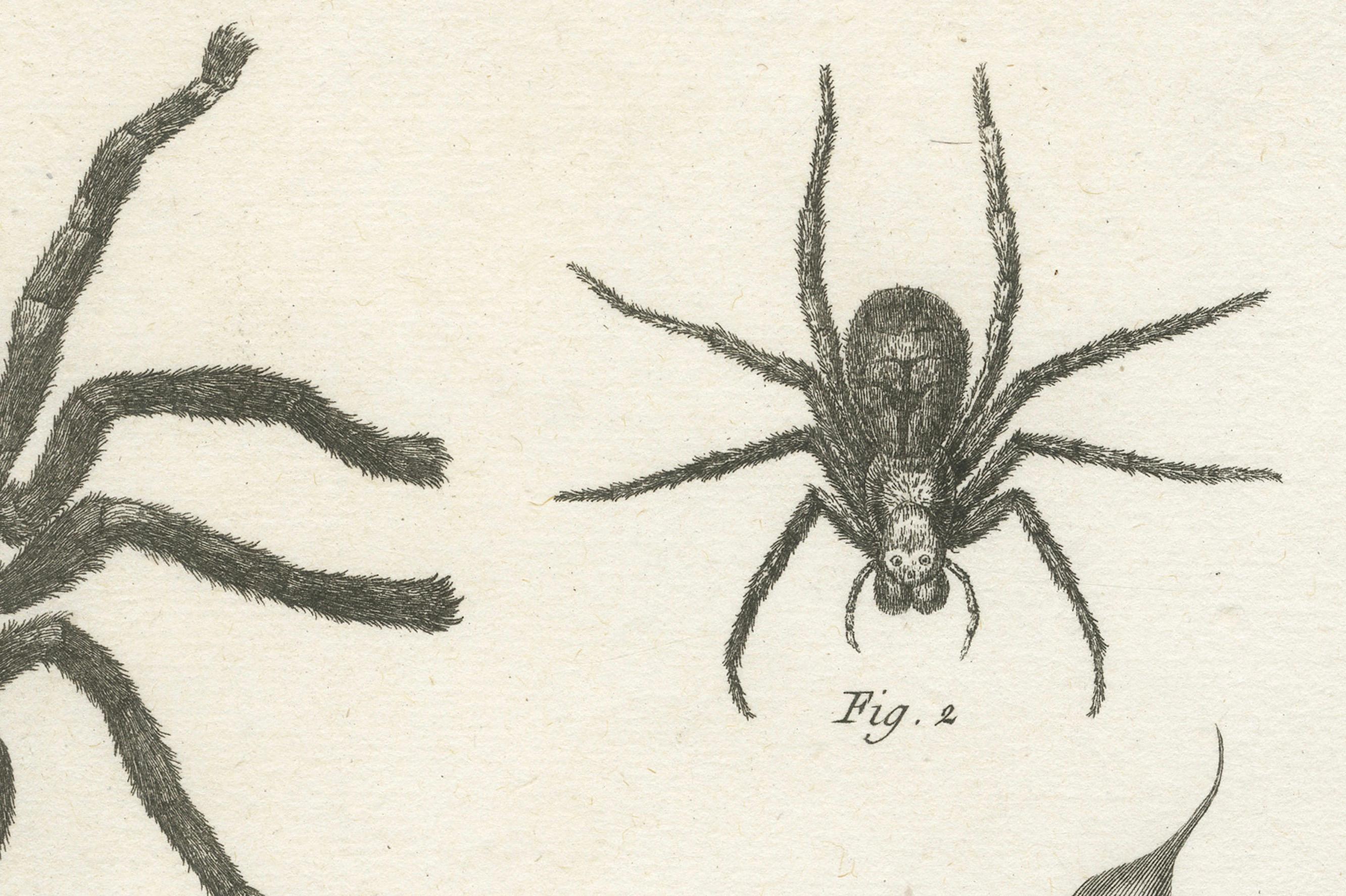 Antike Gravur von Spinnen, Tausendfüßler und Skorpion von Diderot, ca.1770 (Spätes 18. Jahrhundert) im Angebot
