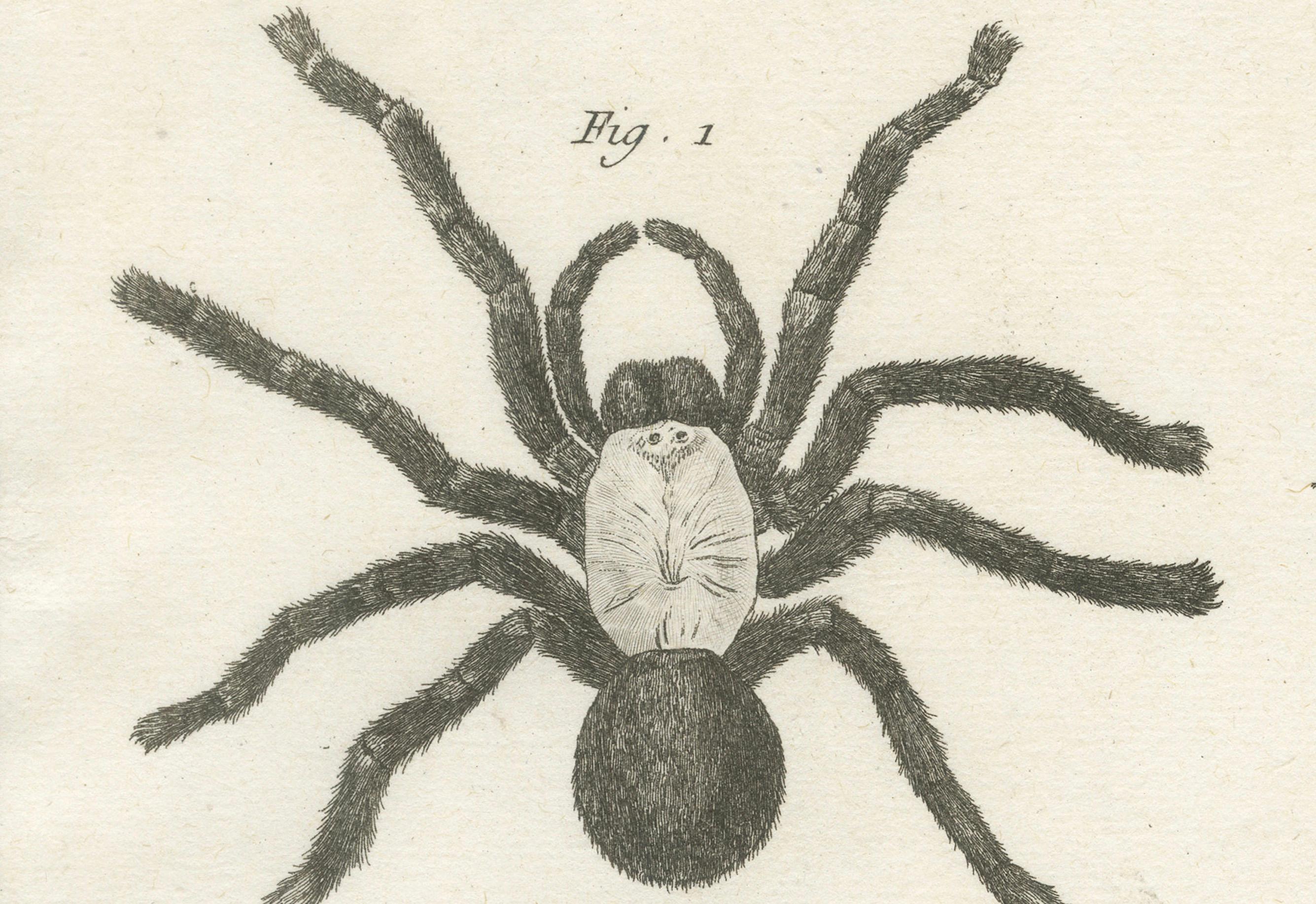 Antike Gravur von Spinnen, Tausendfüßler und Skorpion von Diderot, ca.1770 (Papier) im Angebot
