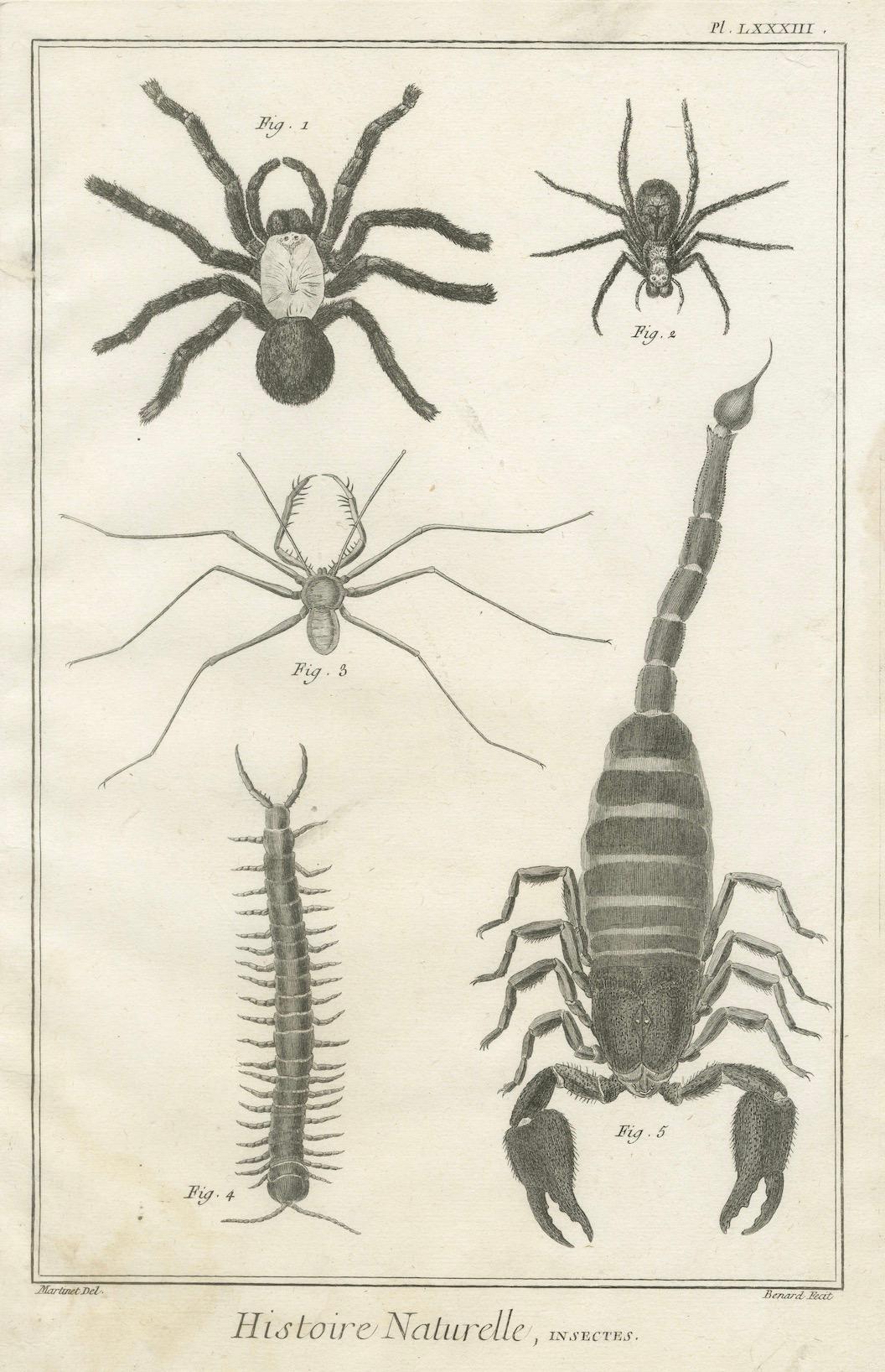 Antike Gravur von Spinnen, Tausendfüßler und Skorpion von Diderot, ca.1770 im Angebot 1