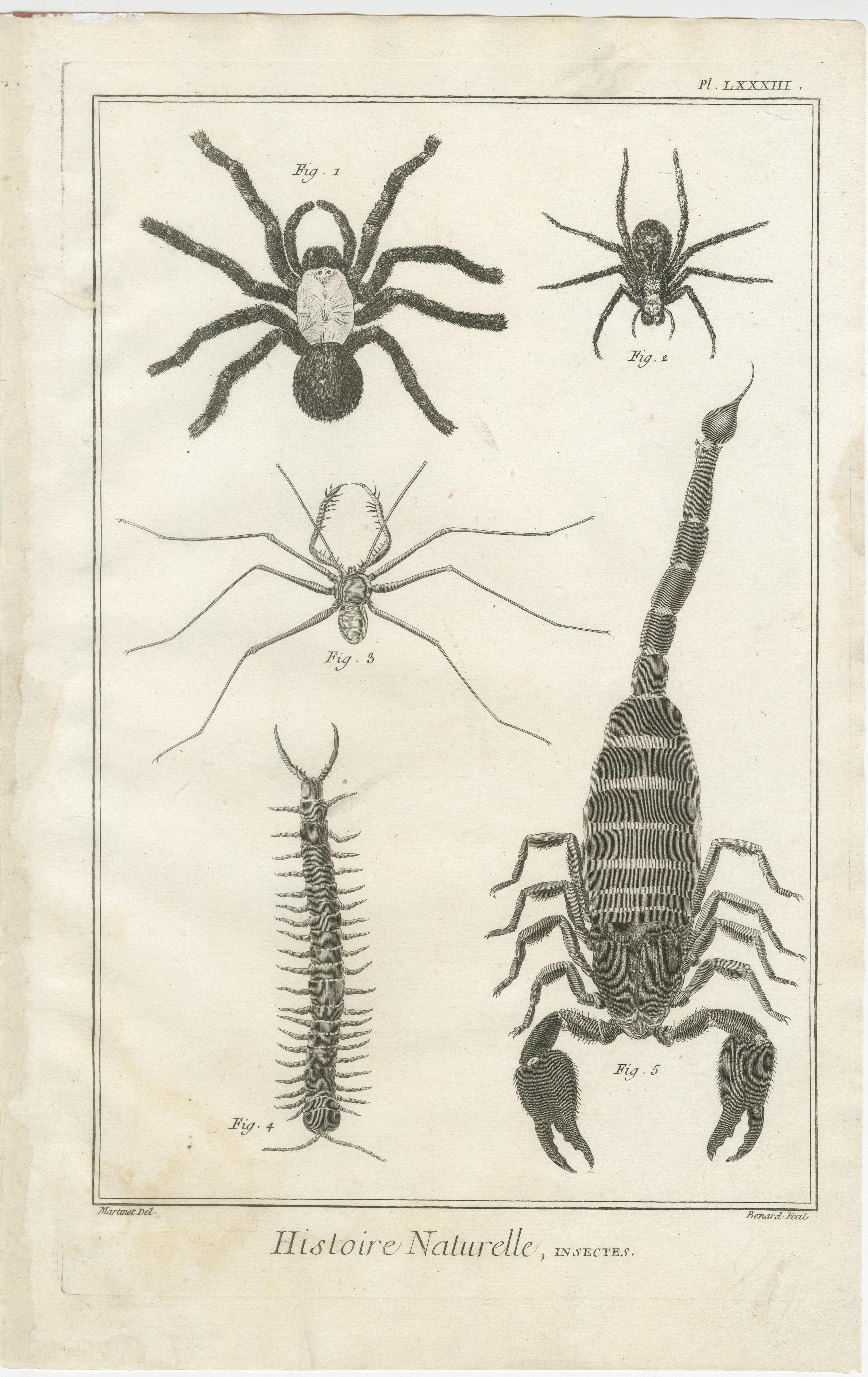 Antike Gravur von Spinnen, Tausendfüßler und Skorpion von Diderot, ca.1770 im Angebot 2