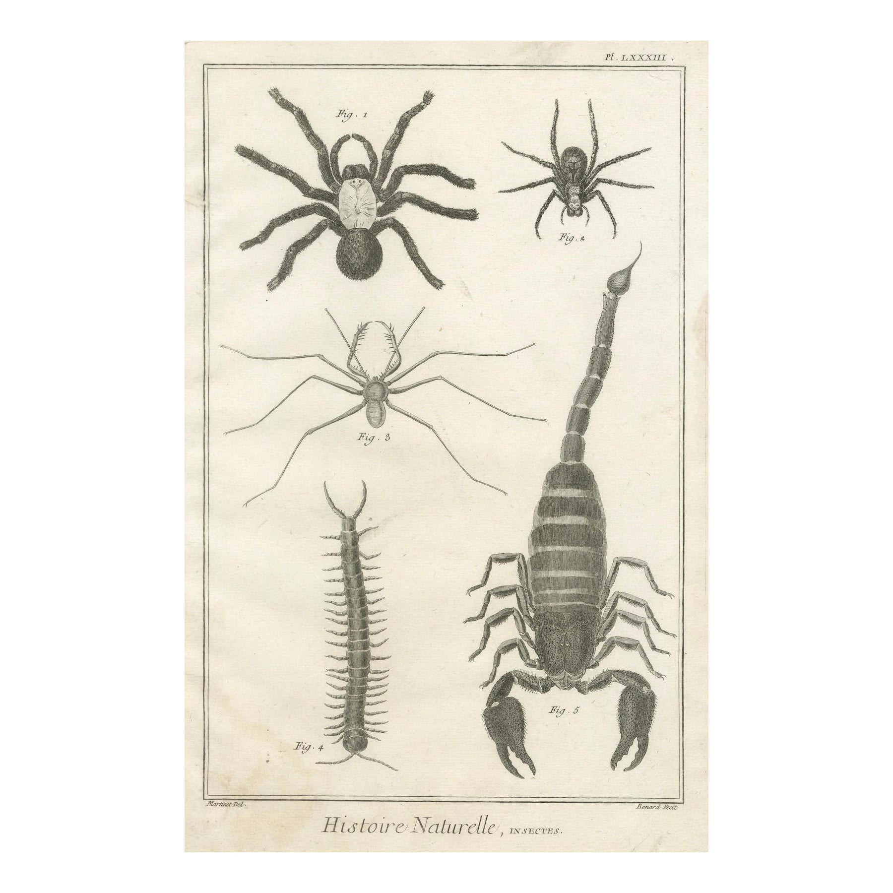 Antike Gravur von Spinnen, Tausendfüßler und Skorpion von Diderot, ca.1770 im Angebot