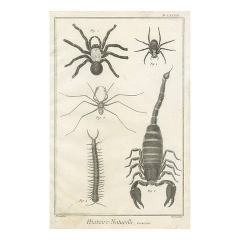 Antique Engraving of Spiders, Centipede and Scorpion by Diderot, ca.1770