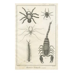 Antique Engraving of Spiders, Centipede and Scorpion by Diderot, ca.1770