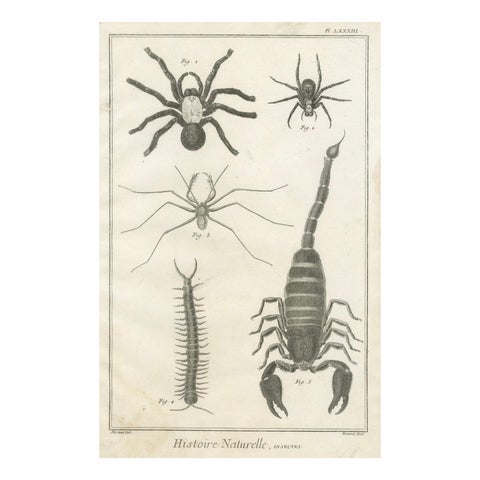 Antique Engraving of Spiders, Centipede and Scorpion by Diderot, ca.1770