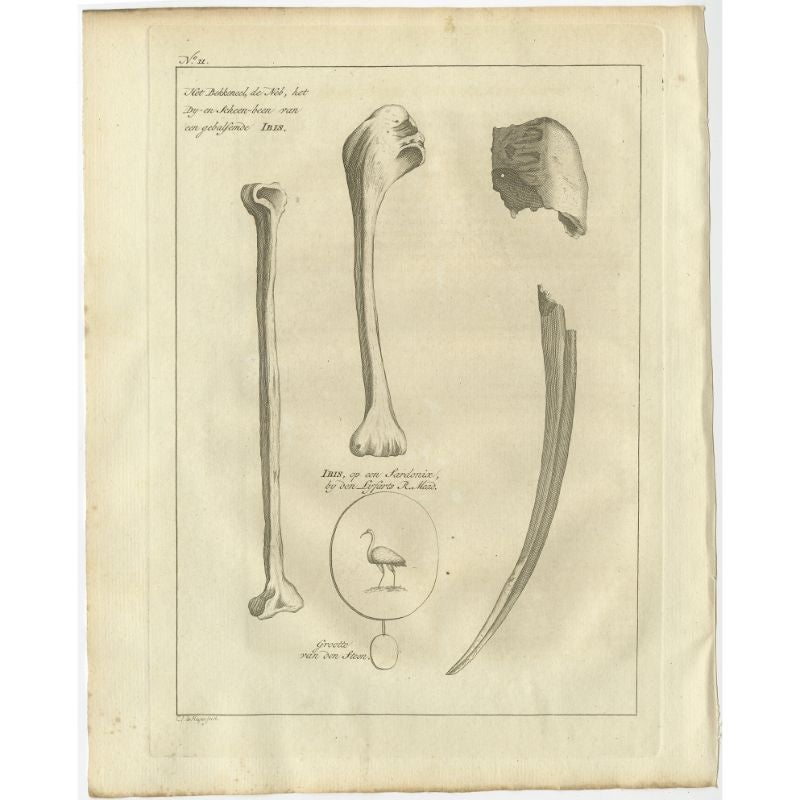 Antique print titled 'Ibis, op een Sardonix (..)'. Old bird print depicting the bill and bones of an ibis bird. Originates from the first Dutch editon of an interesting travel account of Northern Africa titled 'Reizen en Aanmerkingen door en over