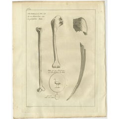 Antique Engraving of the Bill and Bones of an Ibis Bird, 1773