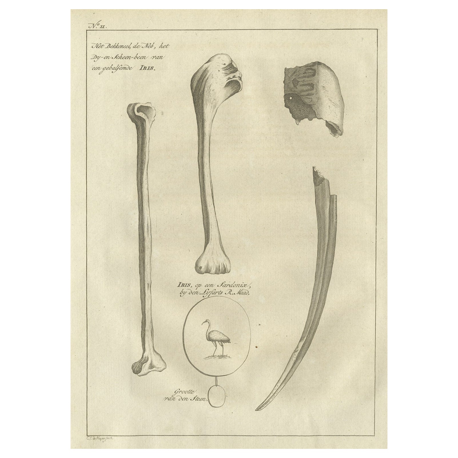 Antique Engraving of the Bill and Bones of an Ibis Bird, 1773