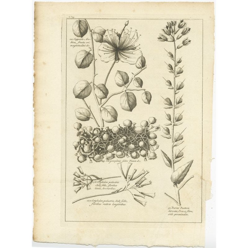 Antique print titled 'Capparis Arabica (..)'. Old botany print depicting the caper bush, shepherd's purse and other plants. Originates from the first Dutch editon of an interesting travel account of Northern Africa titled 'Reizen en Aanmerkingen