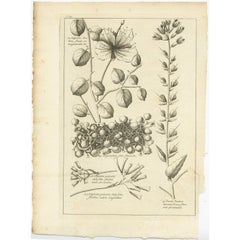 Antique Engraving of the Caper Bush and Other Plants, 1773