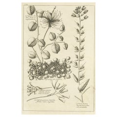 Grabado antiguo del arbusto de la alcaparra y otras plantas, 1773