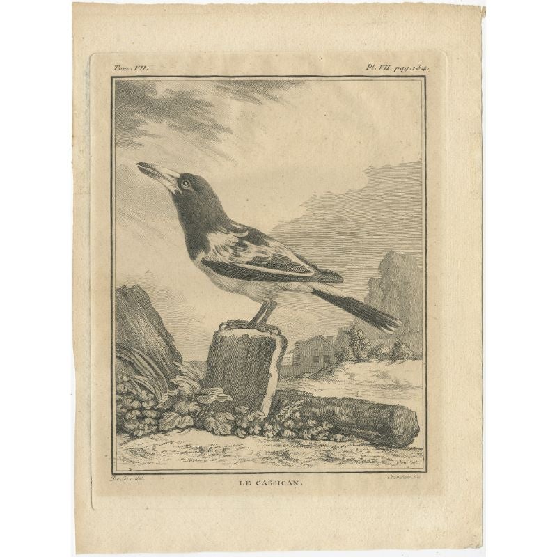Antique print titled ‘Le Cassican’. This print depicts the cassican bird and originates from Buffon’s ‘Histoire Naturelle’, published in Paris 1795.

Artists and Engravers: Comte de Buffon (September 7, 1707 - April 16, 1788). French naturalist,