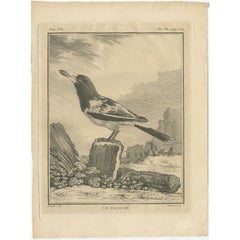 Antique Engraving of the Cassican Bird, a Corn Bird or Australian Magpie, 1795