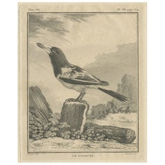 Incisione antica dell'uccello cassicano, un uccello del grano o gazza australiana, 1795