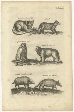 Gravure ancienne montrant des animaux des spécimens de Guenon et d'Arméno Armadillo, 1657