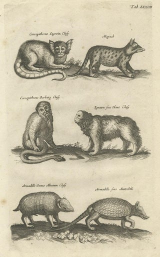 Antique Engraving Showing Animals of the Guenon & Armadillo Species, 1657, view 3
