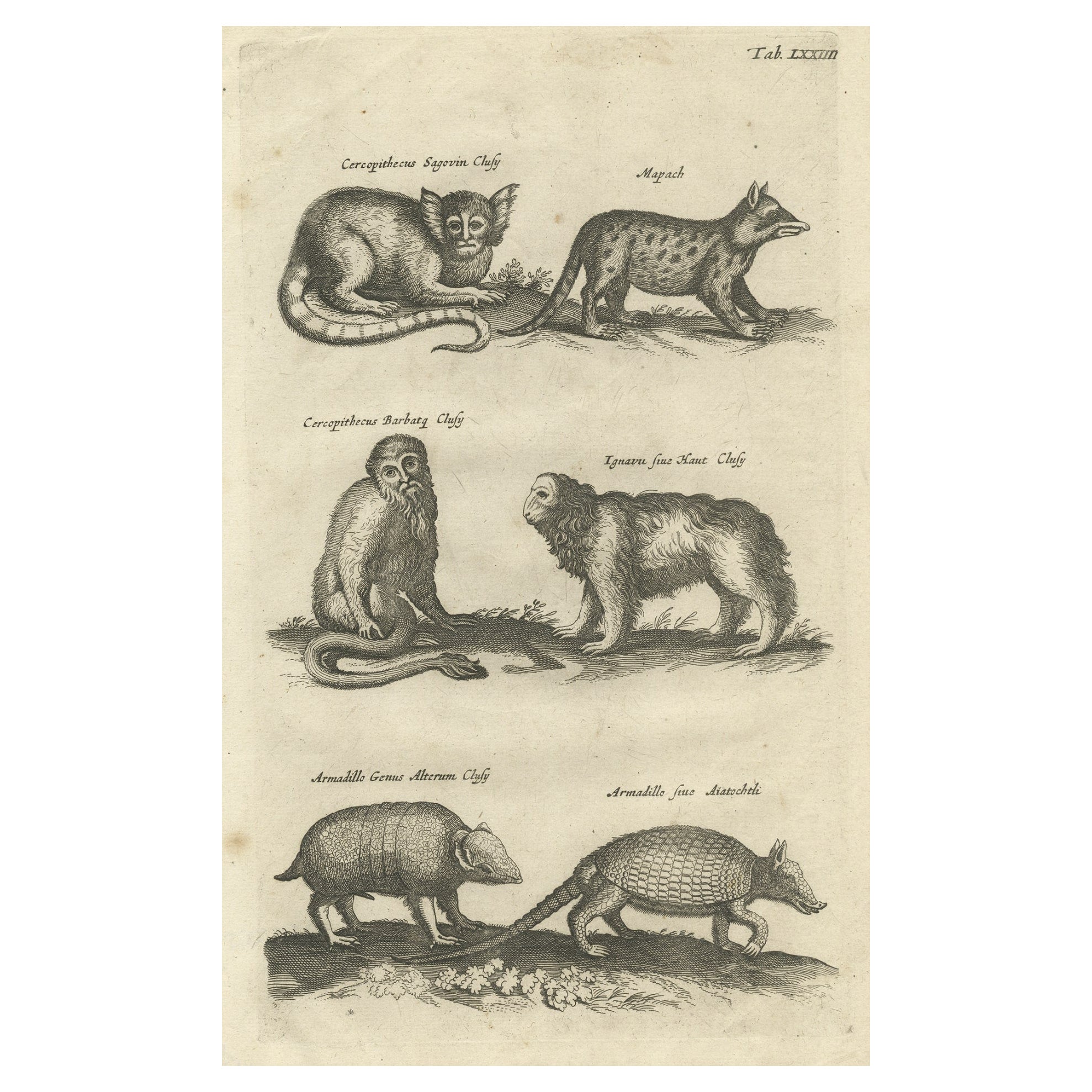 Gravure ancienne montrant des animaux des spécimens de Guenon et d'Arméno Armadillo, 1657