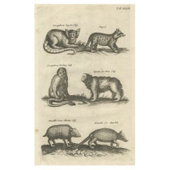 Gravure ancienne montrant des animaux des spécimens de Guenon et d'Arméno Armadillo, 1657