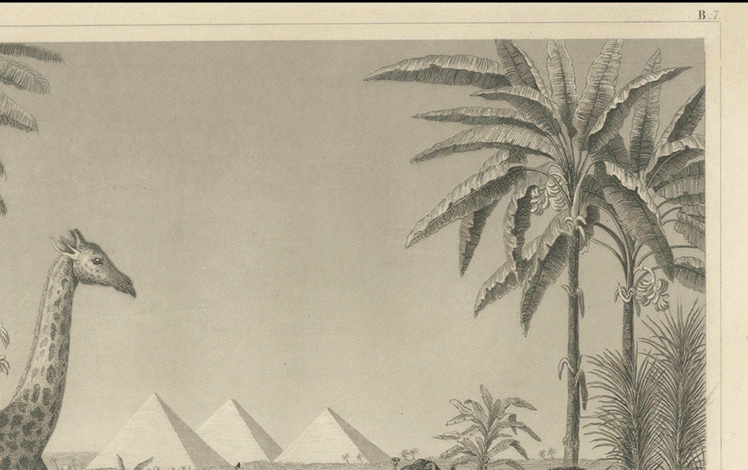 Antique Engraving – African Wildlife with Giraffe, Antelopes, Camels, and Pyramids, c.1855

This detailed mid-19th-century engraving depicts an exotic scene set against the iconic backdrop of the Egyptian pyramids. In the foreground, a tall giraffe