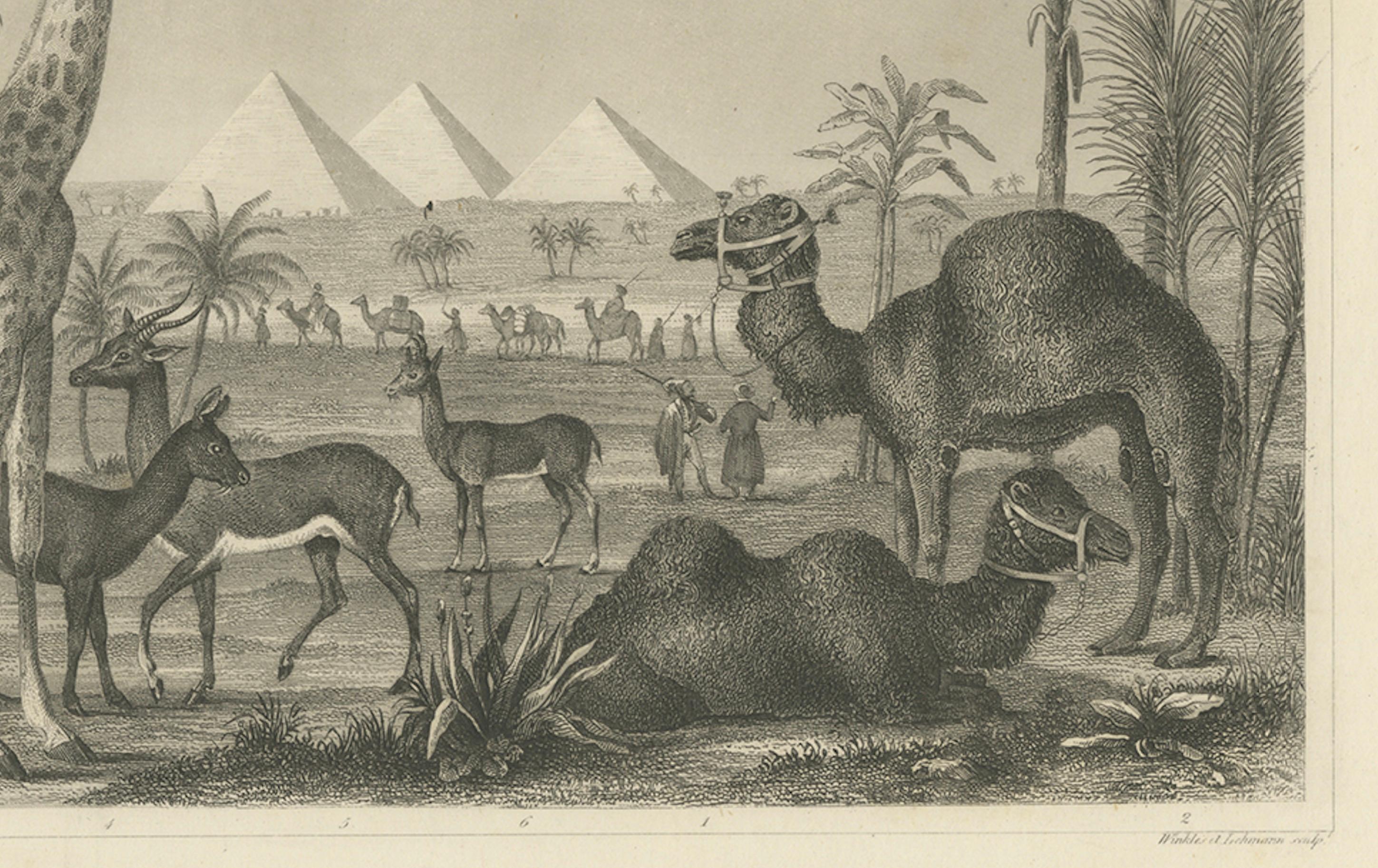 Antique Engraving – Wildlife with Giraffe, Antelopes, Camels & Pyramids, ca.1855 (Deutsch) im Angebot