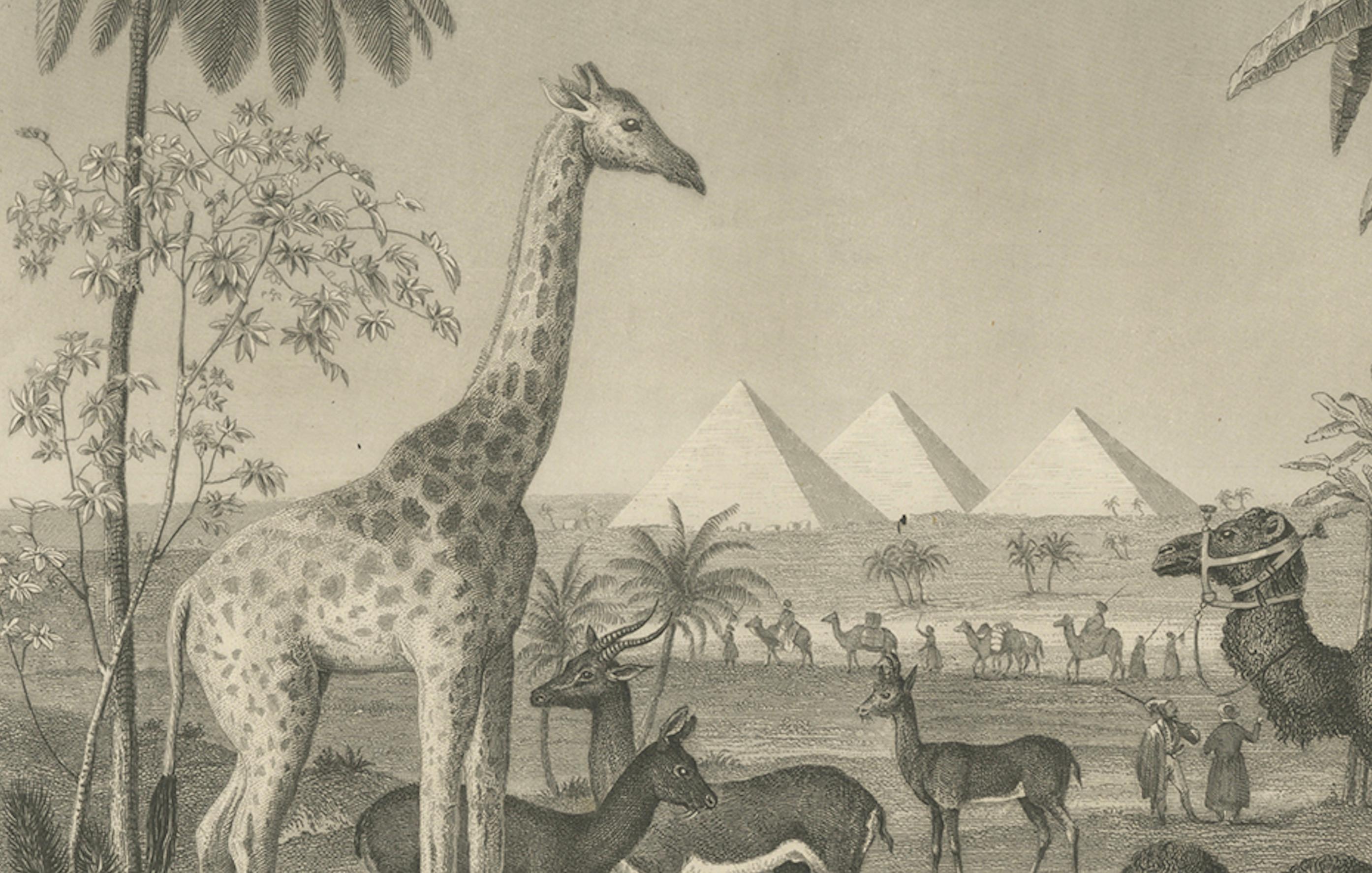 Antique Engraving – Wildlife with Giraffe, Antelopes, Camels & Pyramids, ca.1855 (Graviert) im Angebot