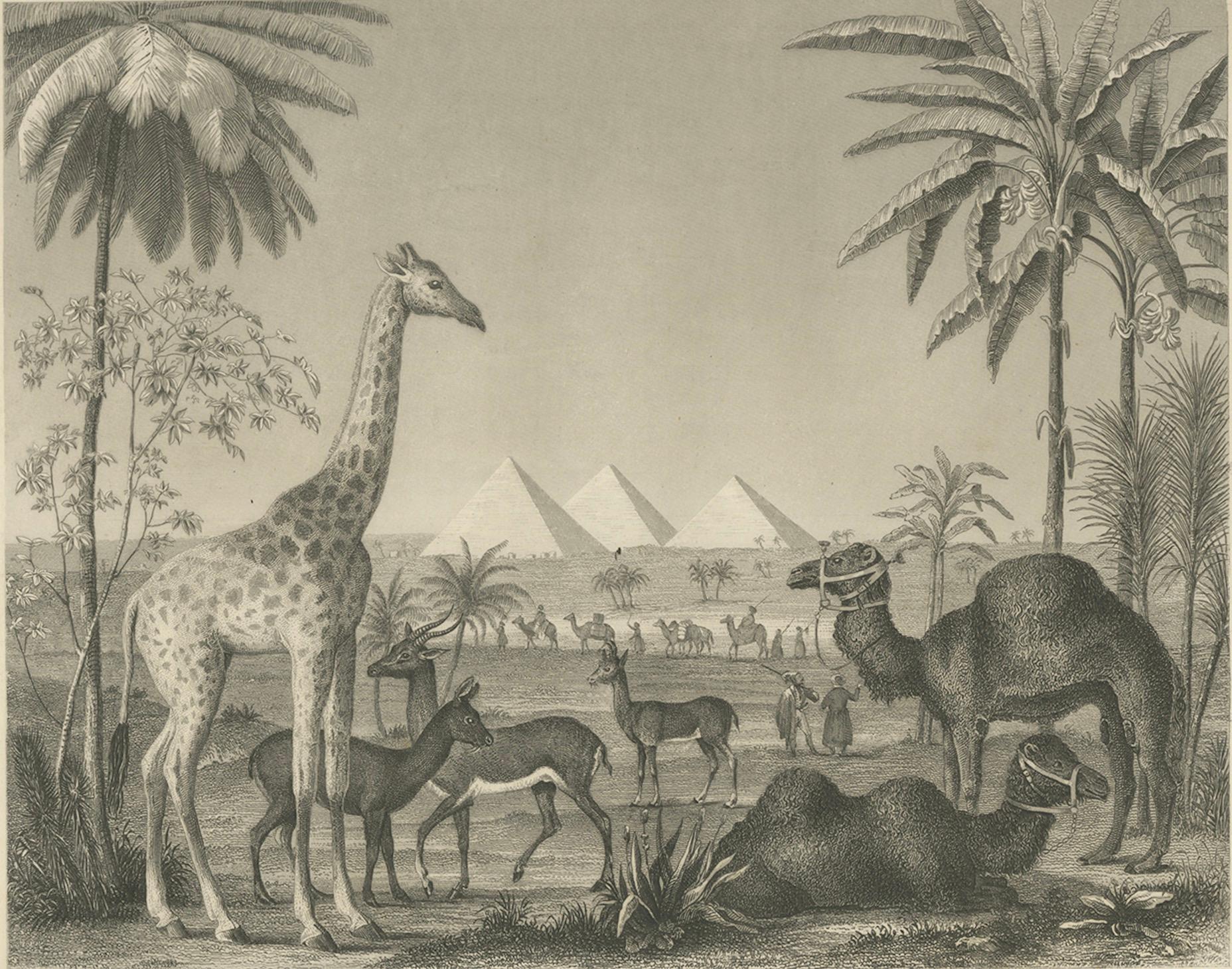 Antique Engraving – Wildlife with Giraffe, Antelopes, Camels & Pyramids, ca.1855 im Zustand „Gut“ im Angebot in Langweer, NL