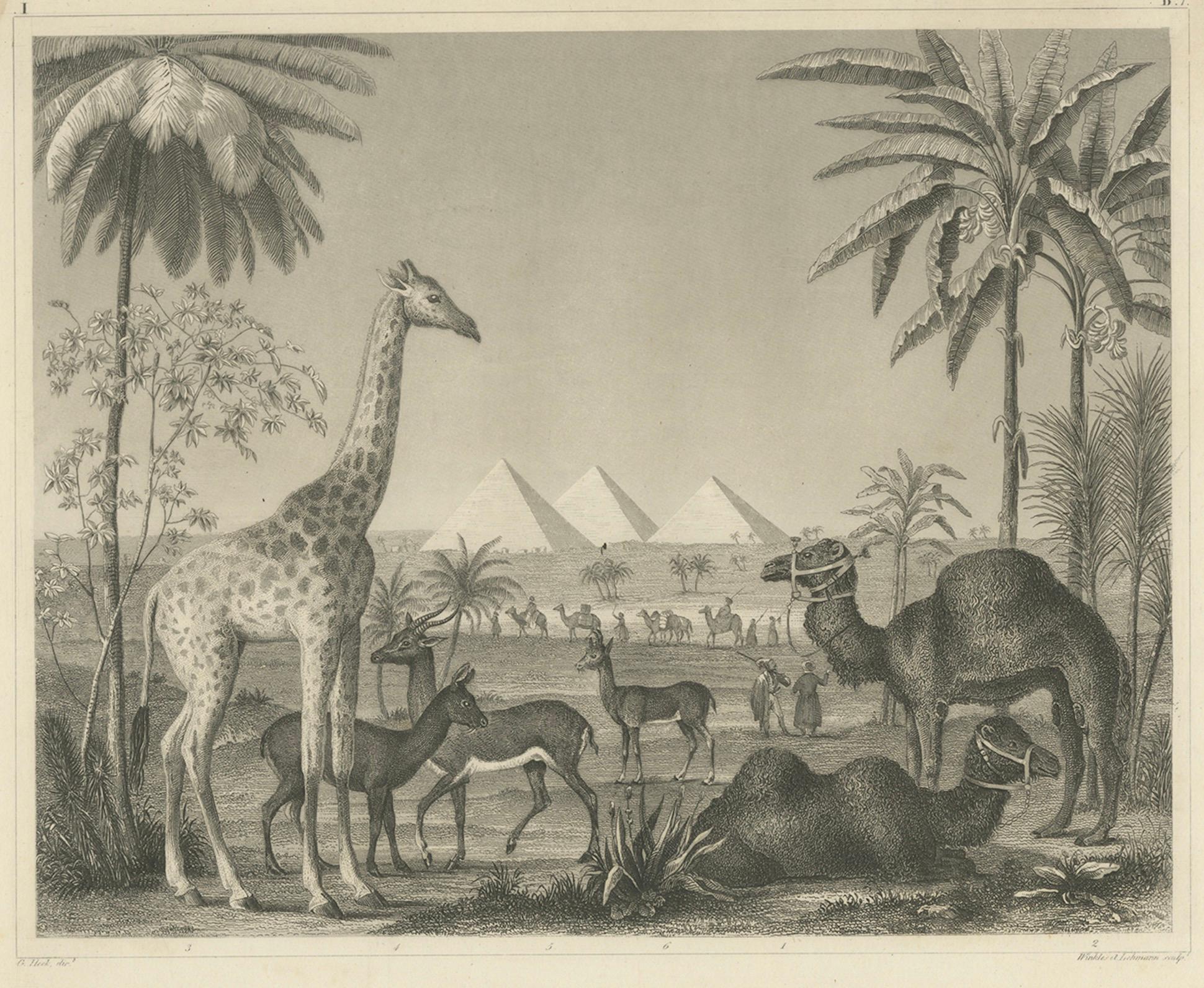 Antique Engraving – Wildlife with Giraffe, Antelopes, Camels & Pyramids, ca.1855 (19. Jahrhundert) im Angebot