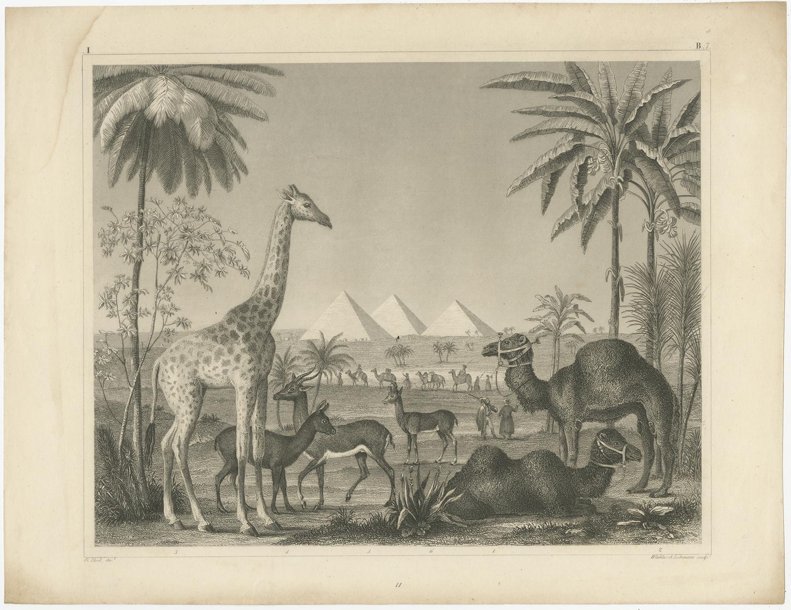 Antique Engraving – Wildlife with Giraffe, Antelopes, Camels & Pyramids, ca.1855 (Papier) im Angebot