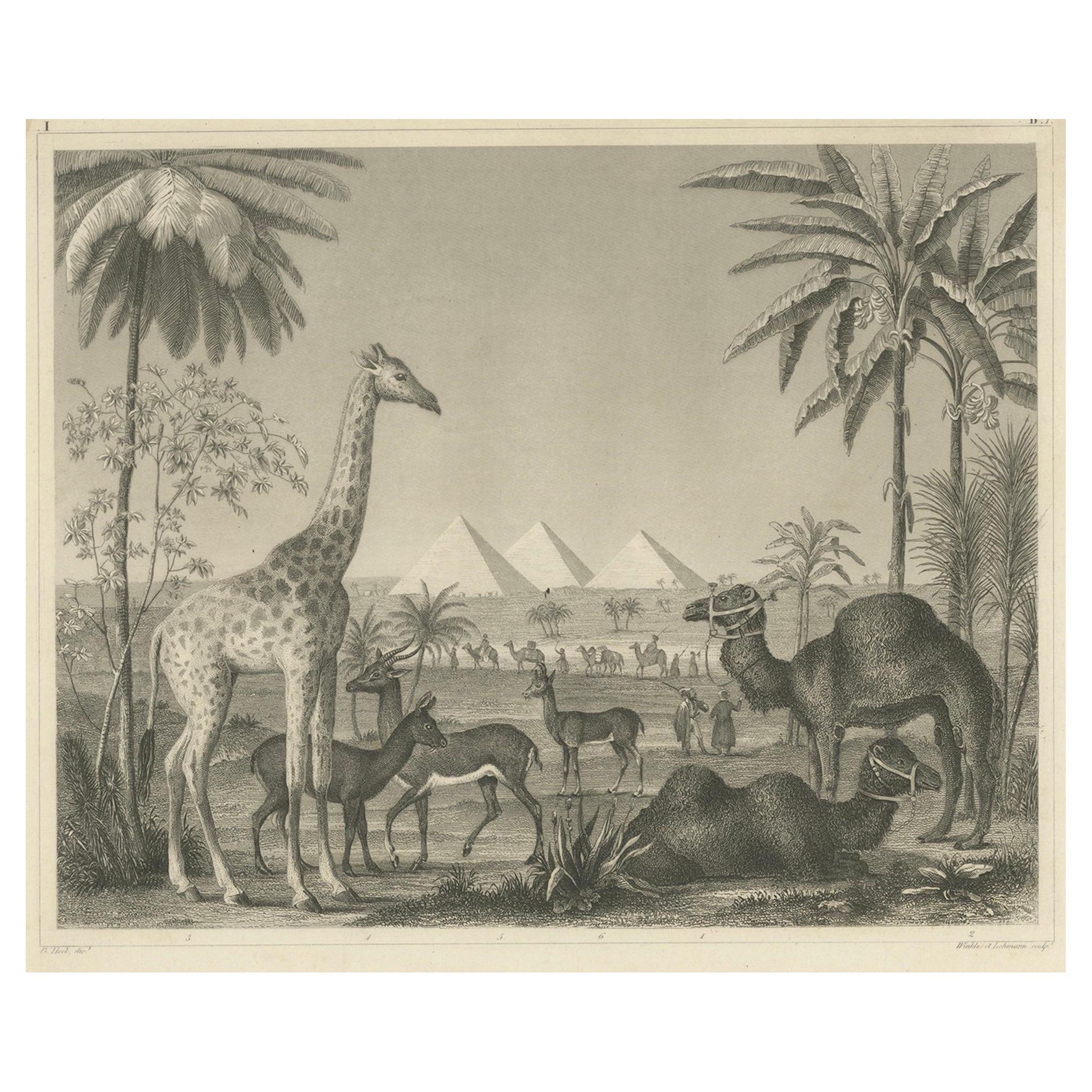 Antique Engraving – Wildlife with Giraffe, Antelopes, Camels & Pyramids, ca.1855