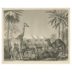 Antique Engraving – Wildlife with Giraffe, Antelopes, Camels & Pyramids, ca.1855