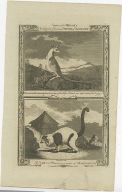 Antique Engravings of an Australian Kangaroo and a Vari of Madagascar, c.1780
